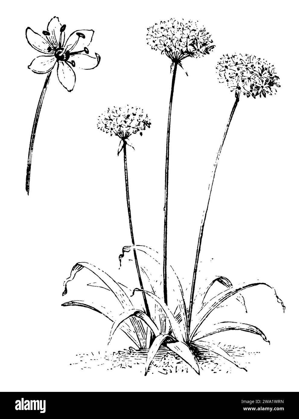 Aglio nero, Allium nigrum, (, 1911), Schwarzer Lauch, Ail noir Foto Stock