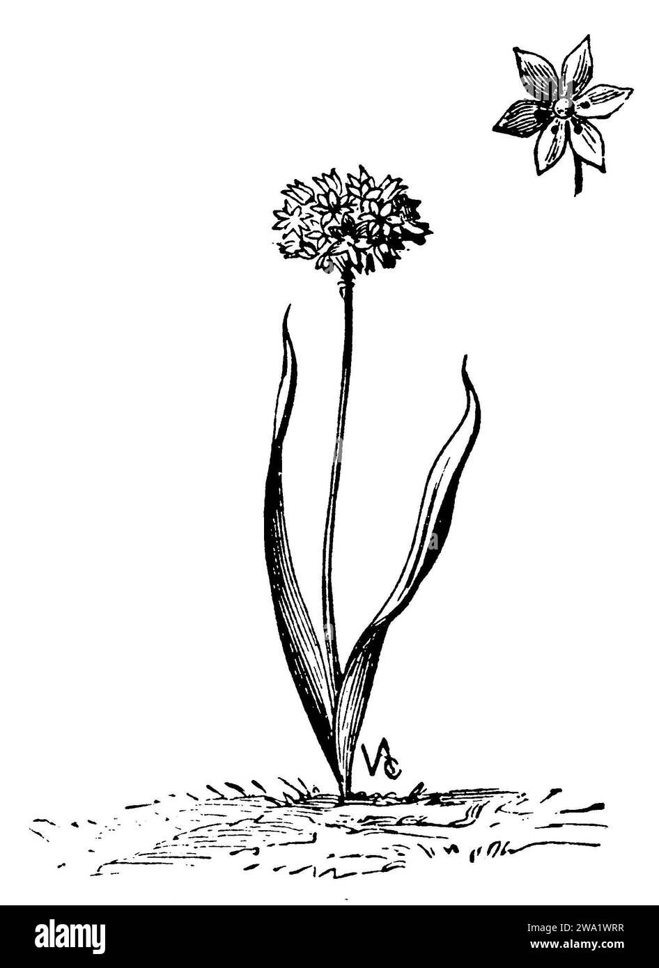 Allium moly, Allium moly, (, 1911), Gold-Lauch, Ail doré Foto Stock