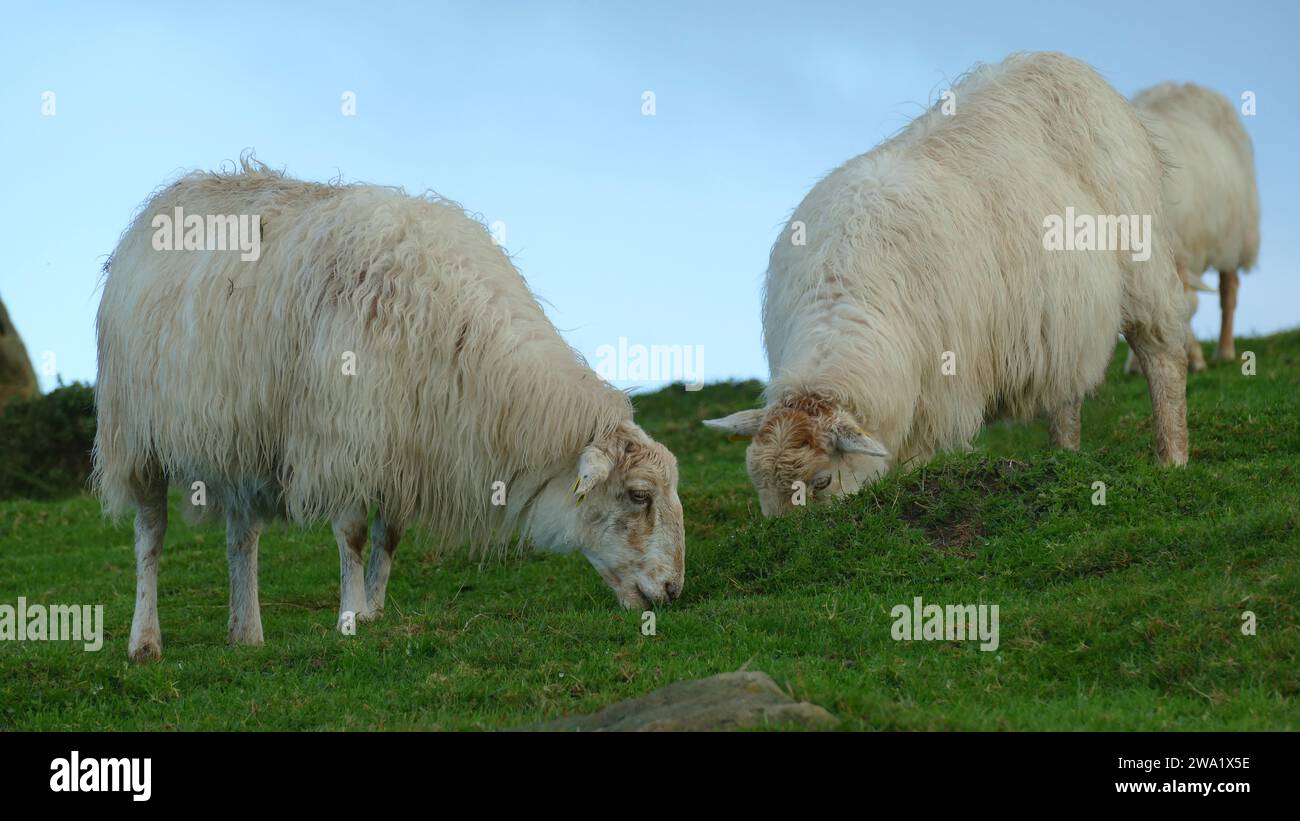 Pecore che pascolano sulla cima di una montagna Foto Stock