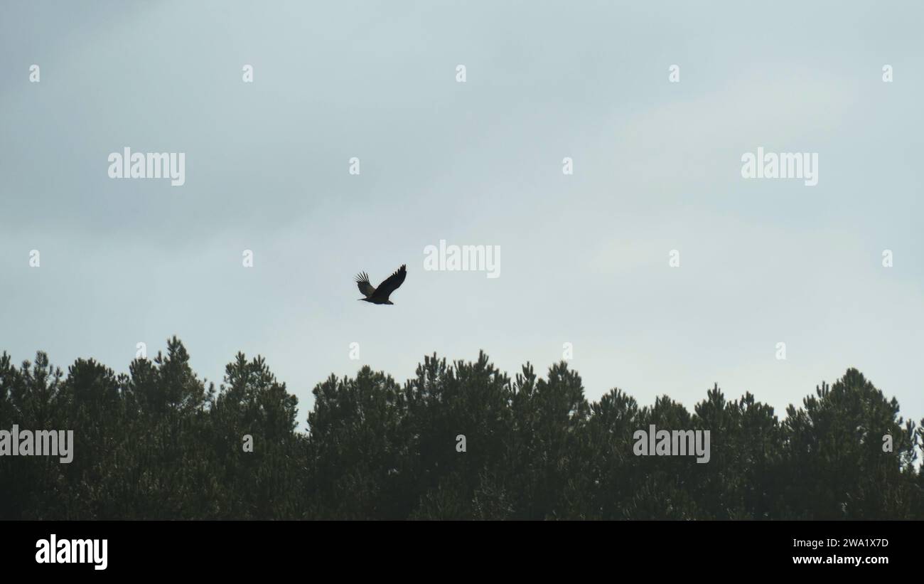 Uccello che vola in alto in una montagna sopra gli alberi Foto Stock