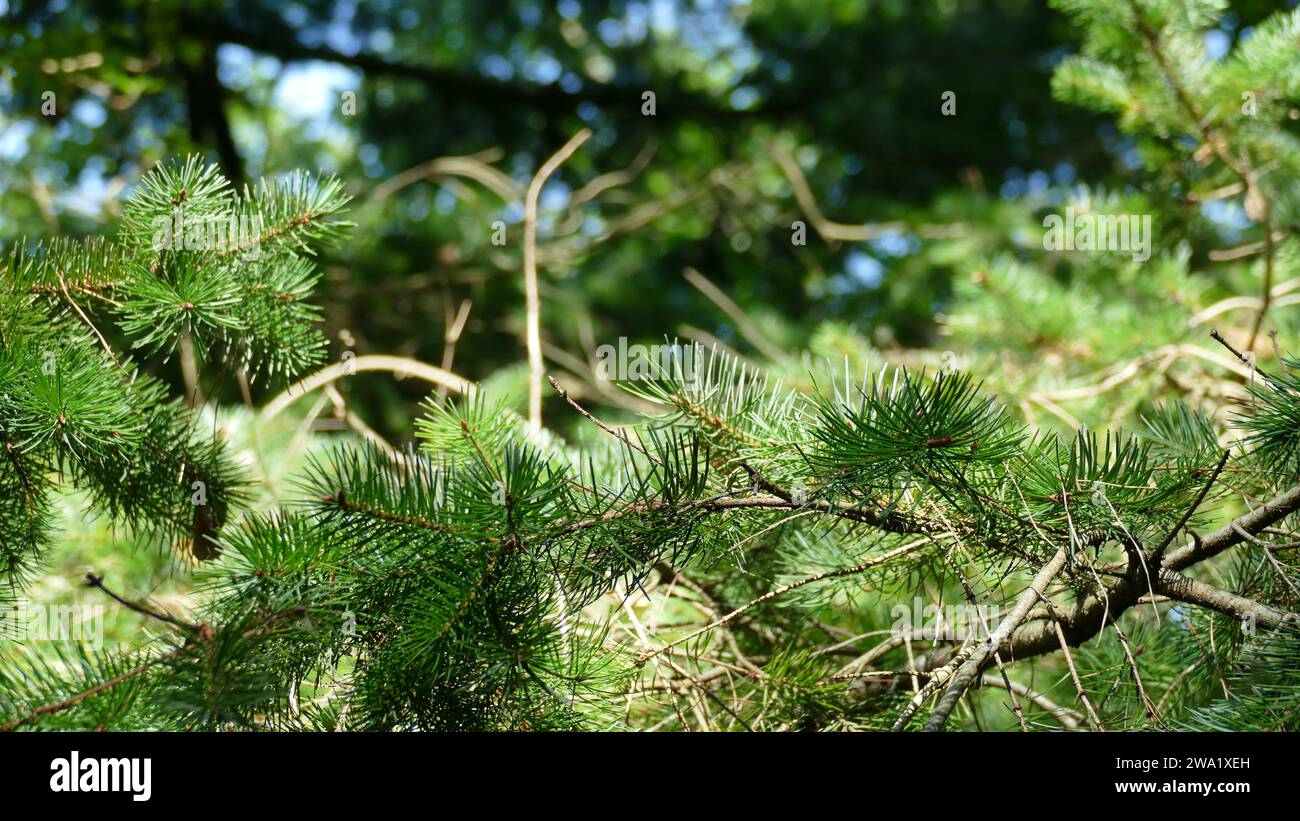 Rami di pino tra la vegetazione forestale Foto Stock