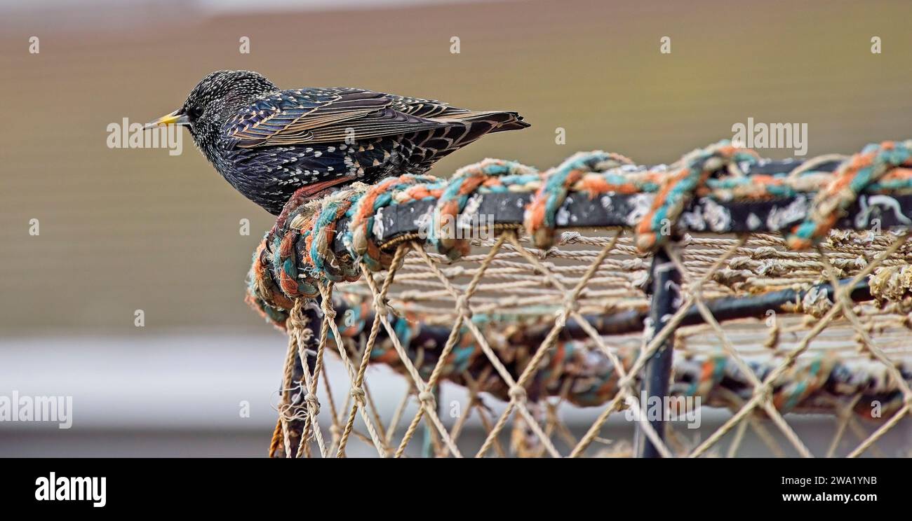 Starling appollaiato su un vaso di aragosta Foto Stock