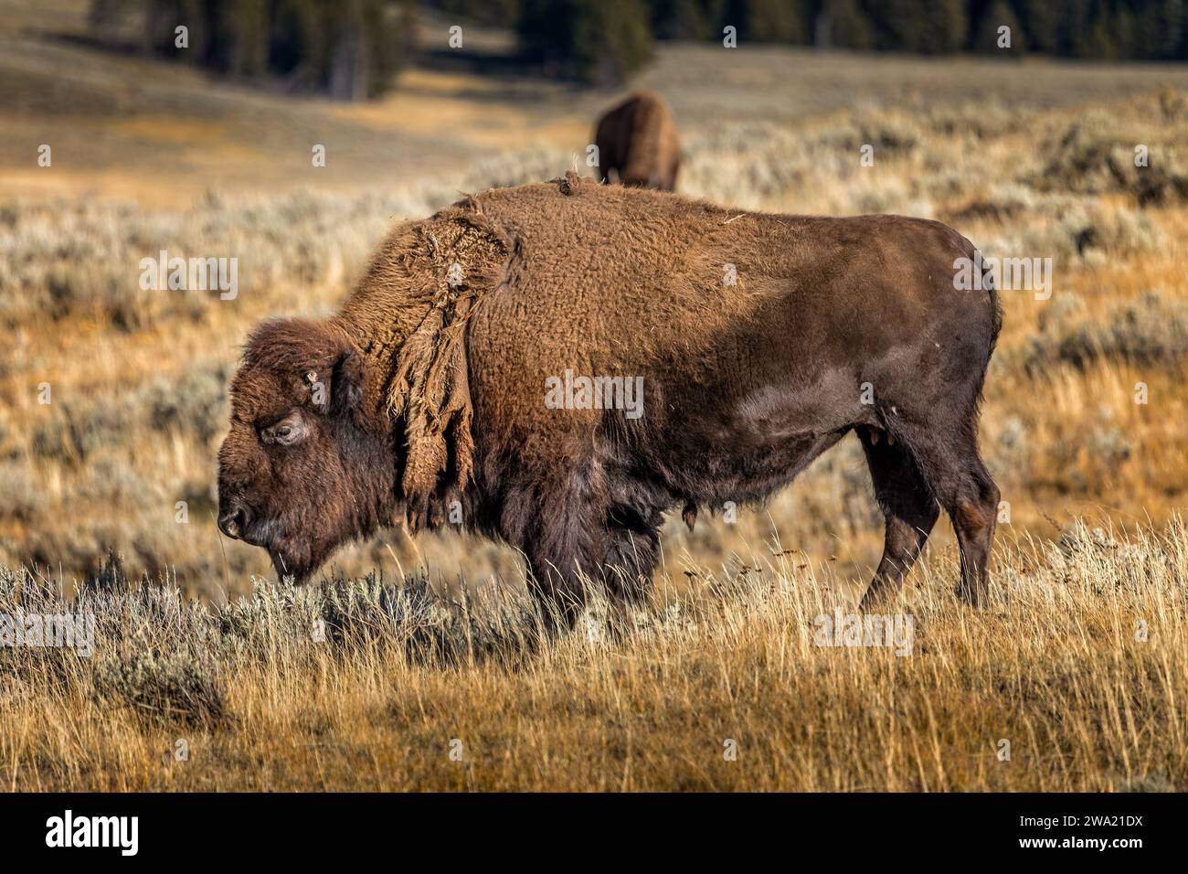 Splendido bisonte americano nei prati del parco nazionale di Yellowstone, Wyoming USA Foto Stock