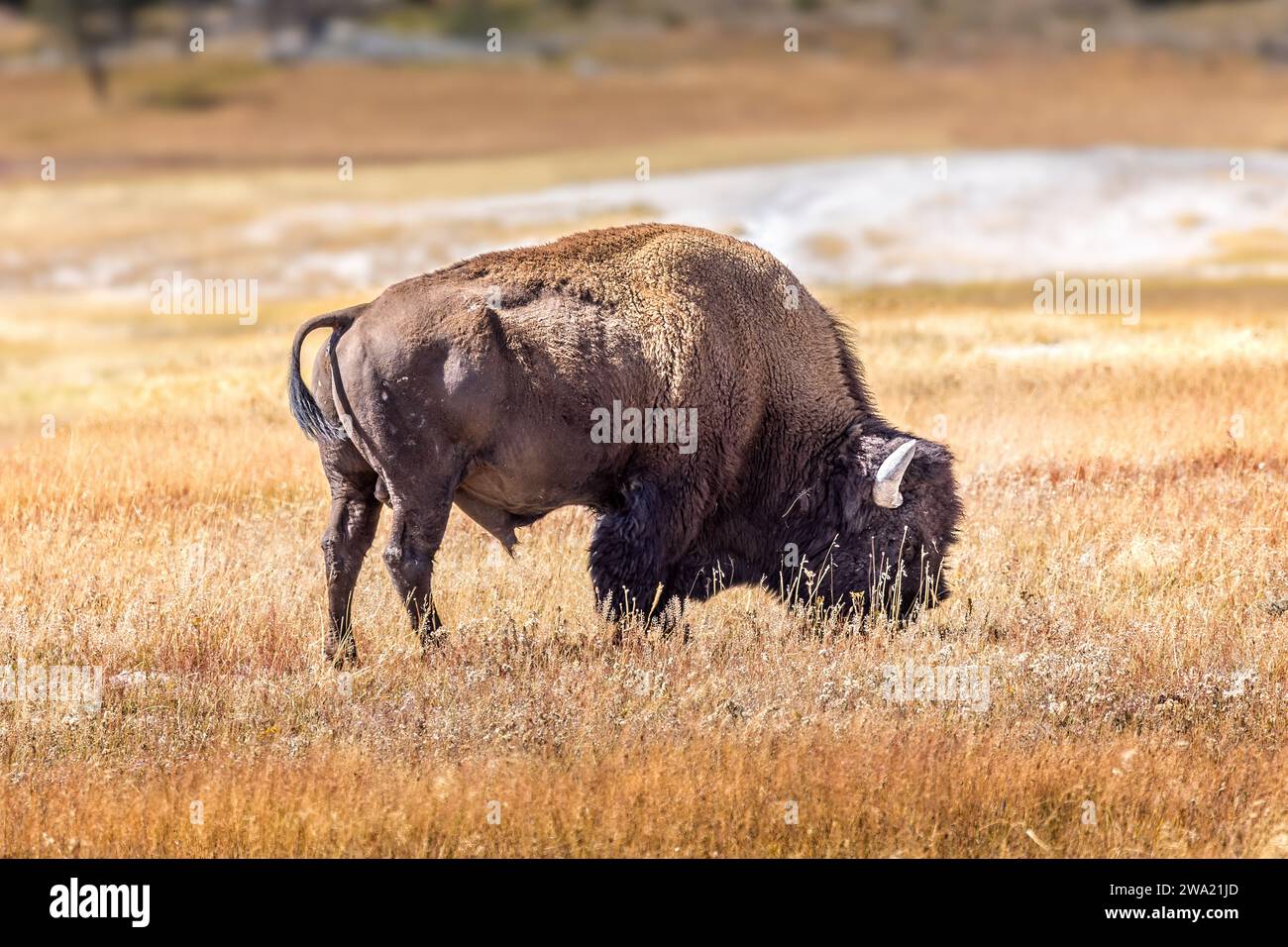 Bisonti selvatici che pascolano nel parco nazionale di Yellowstone, Wyoming USA Foto Stock