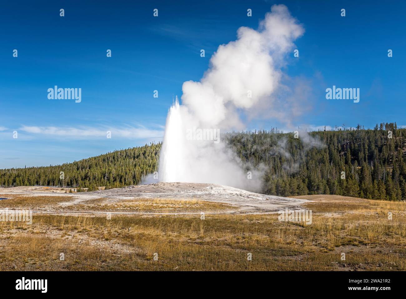 Il famoso geyser Old Faithful nel parco nazionale di Yellowstone Foto Stock