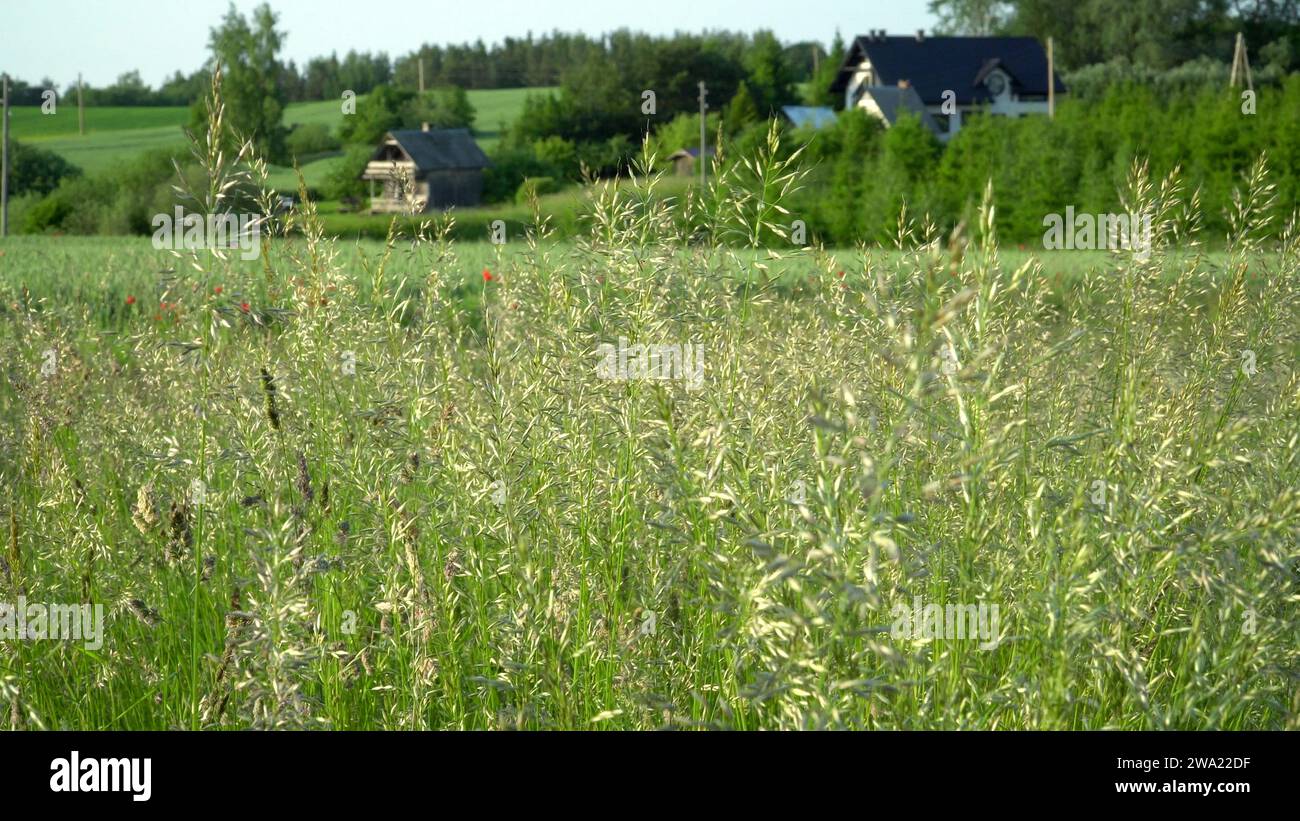 In una soleggiata giornata d'estate, la raffinata consistenza delle lame d'erba è visibile da vicino, con un'azienda agricola sullo sfondo sfocato tra i terreni agricoli. Foto Stock