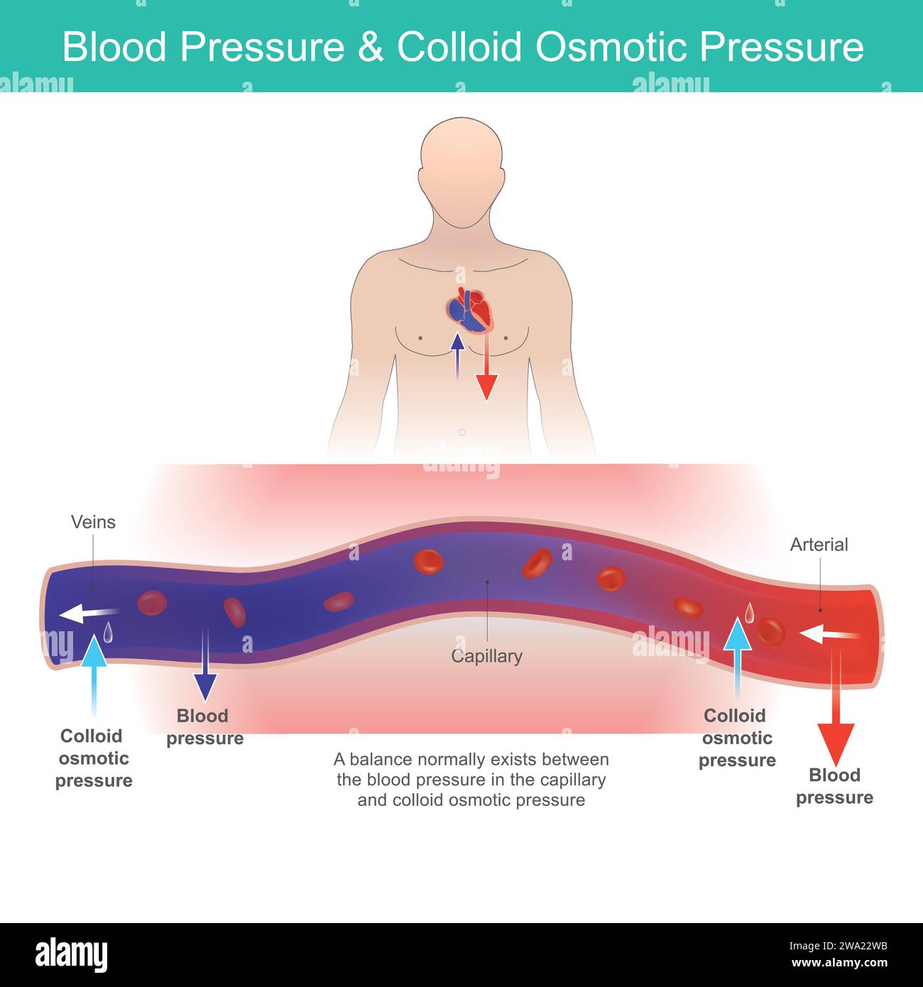 Pressione sanguigna e pressione osmotica. Il rapporto tra pressione sanguigna e pressione osmotica colloidale nei vasi sanguigni umani. Illustrazione Vettoriale