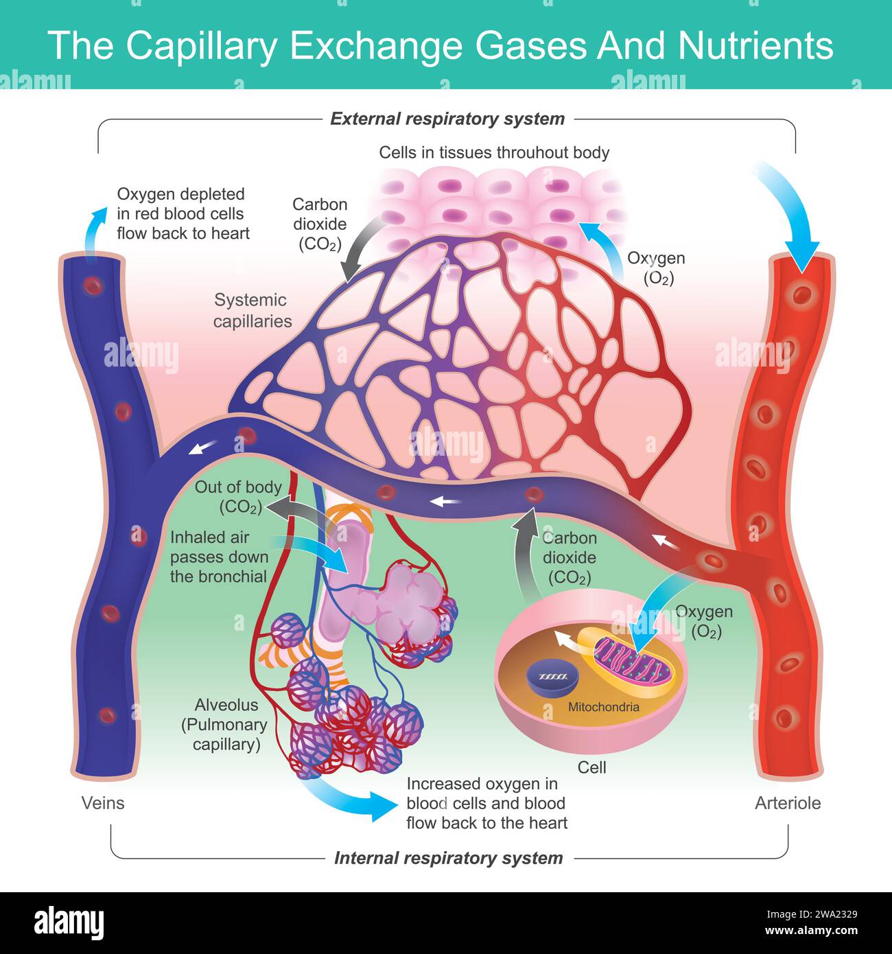 Gas di scambio capillare e nutrienti. Funzione capillare in scambio di ossigeno e anidride carbonica nei globuli rossi. Illustrazione Vettoriale