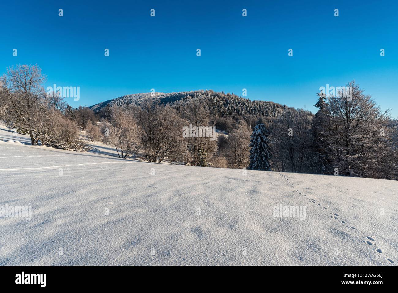 Montagne invernali di Kysucke Beskydy con la collina di Kykula coperta dalla foresta ghiacciata in Slovacchia Foto Stock