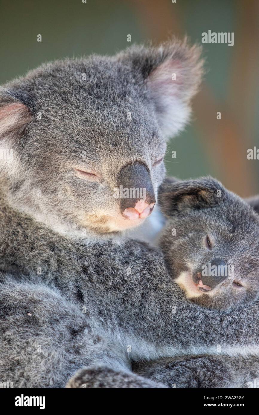 Un koala sonnolento che si rilassa sulle cime degli alberi. Sydney, Australia. Foto Stock