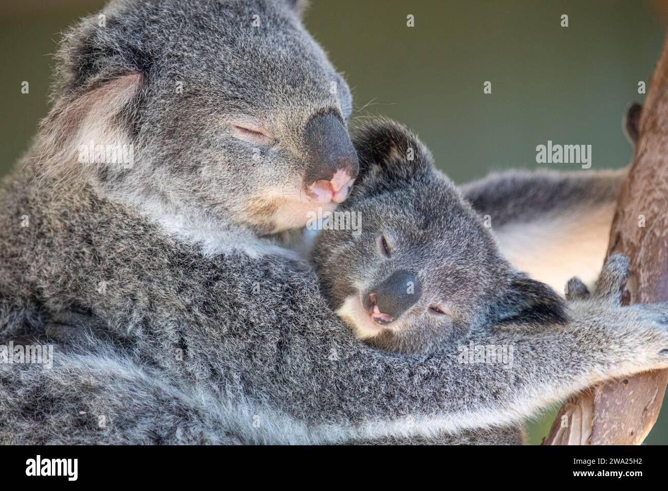 Un koala sonnolento che si rilassa sulle cime degli alberi. Sydney, Australia. Foto Stock