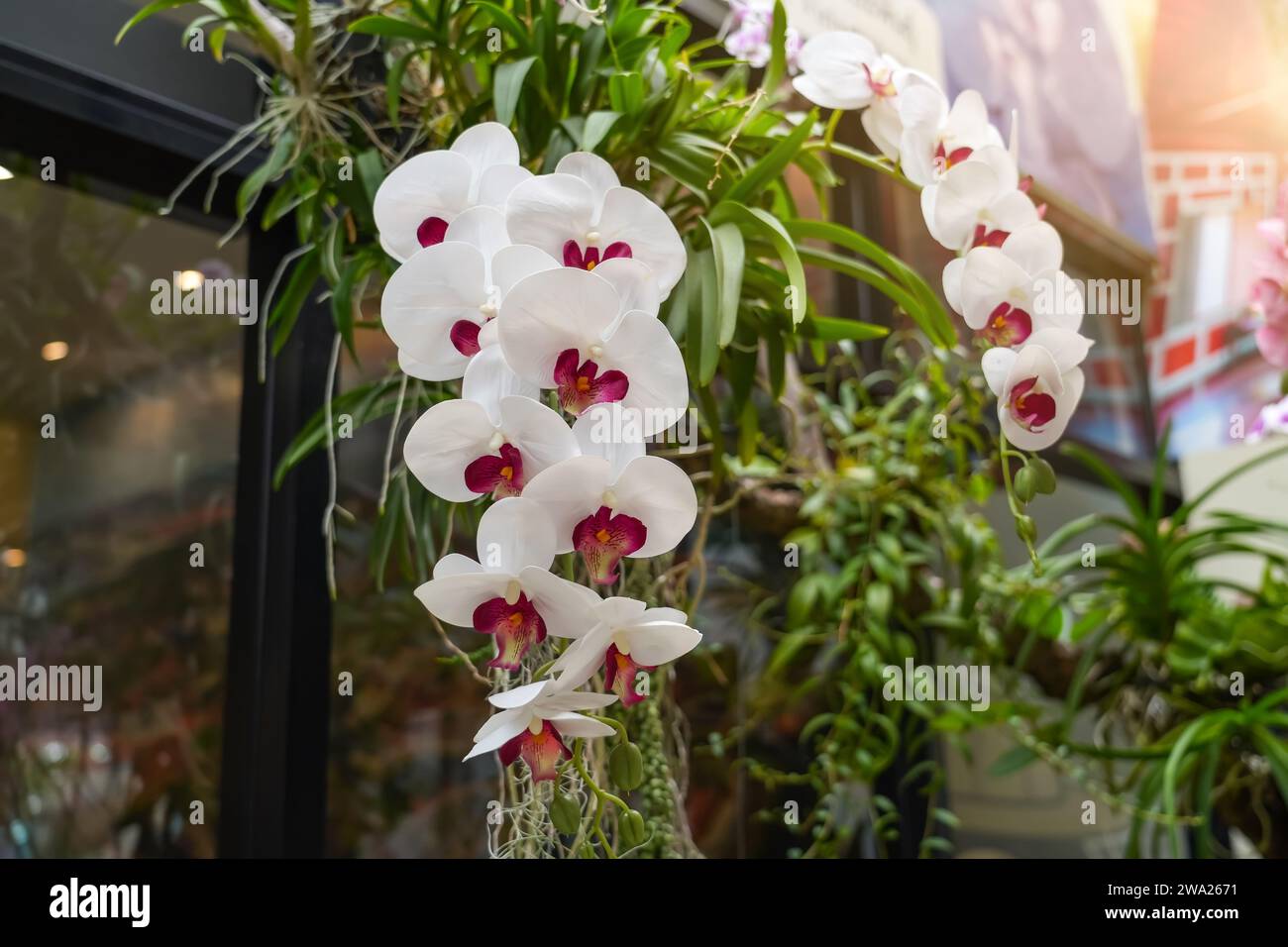 Bellissime orchidee bianche Phalaenopsis con bellissimi fiori e foglie verdi Foto Stock