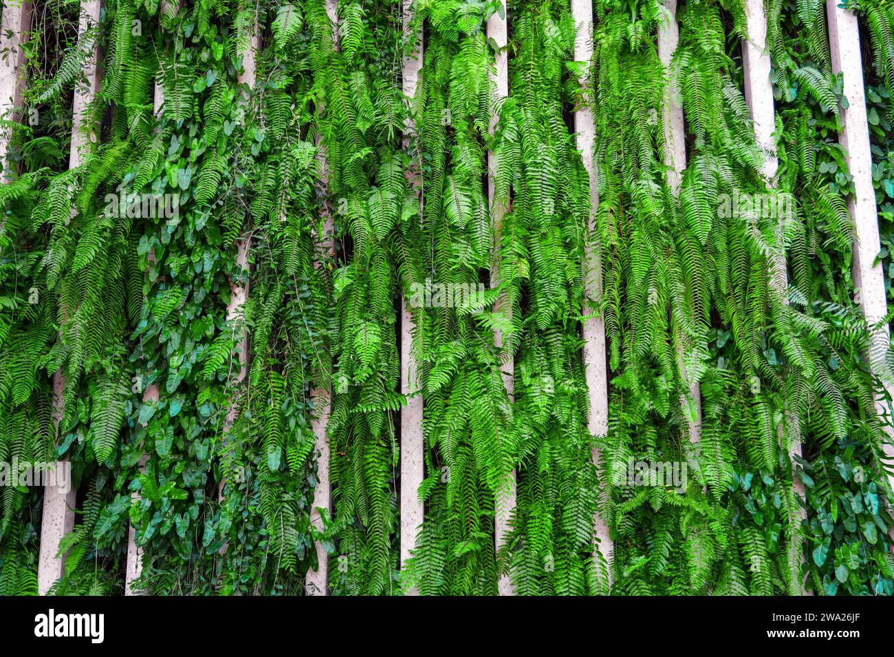 Tessuto di felce parete giungla piantato piante in un ambiente urbano Foto Stock