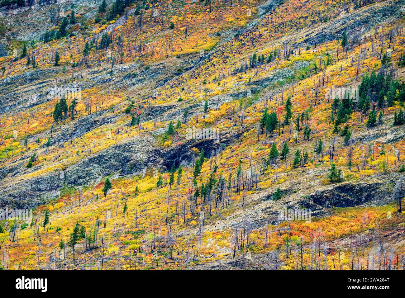 Colori autunnali del fogliame lungo Going to the Sun Road nel Glacier National Park, Montana, USA. Foto Stock