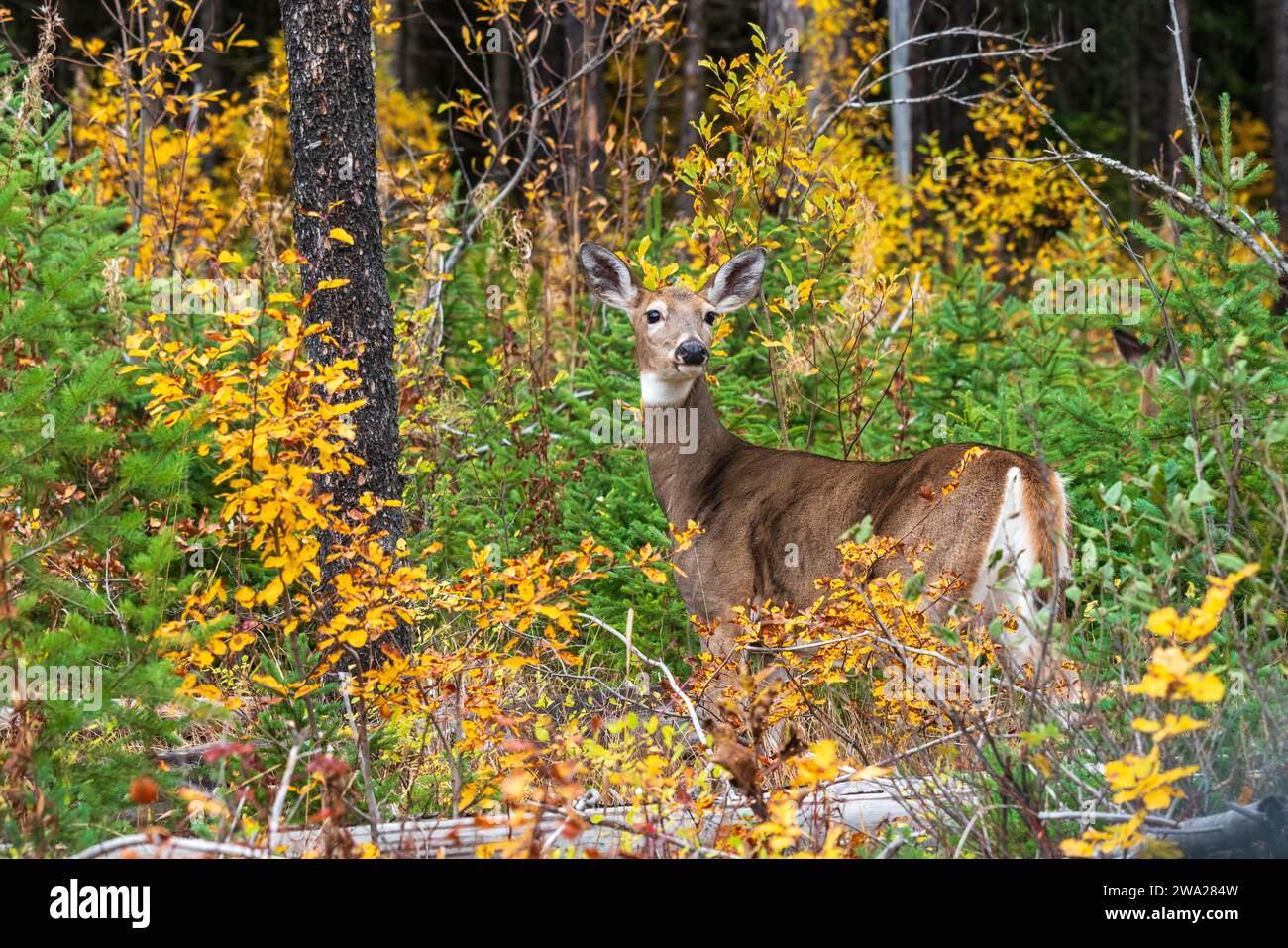 Un cervo nella foresta dai colori autunnali nel Glacier National Park, Montana, USA. Foto Stock