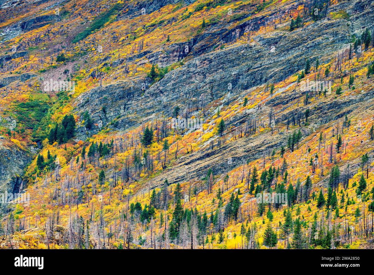 Colori autunnali del fogliame lungo Going to the Sun Road nel Glacier National Park, Montana, USA. Foto Stock