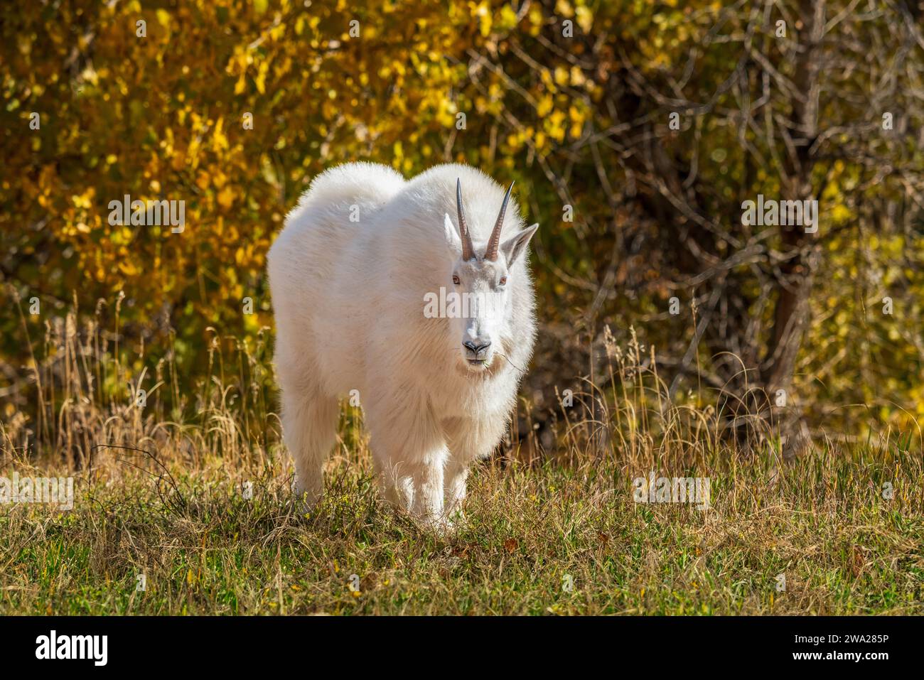 Una capra bianca di montagna con colori autunnali nello Spearfish Canyon, South Dakota, Stati Uniti. Foto Stock