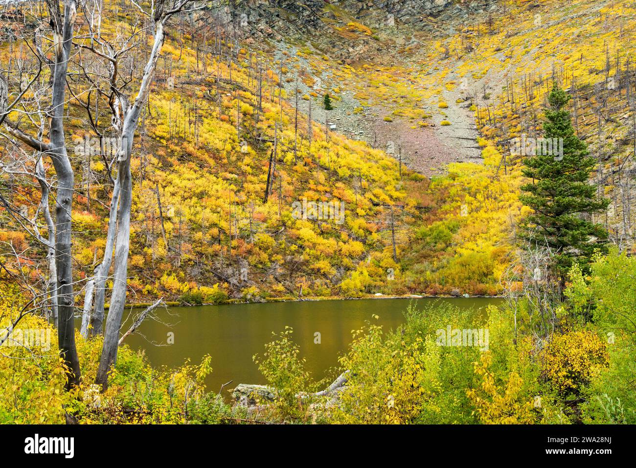 Colori autunnali del fogliame lungo Going to the Sun Road nel Glacier National Park, Montana, USA. Foto Stock