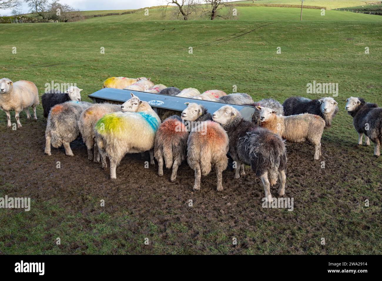 Raccolta di pecore in un alimentatore di fieno durante il mese di gennaio 2023, Yorkshire Dales National Park. Foto Stock