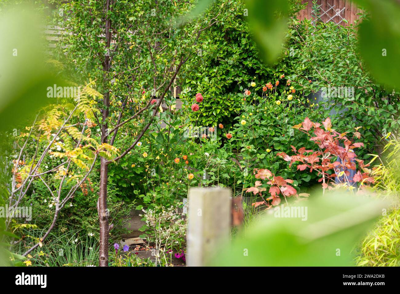 English New Build Garden with Dahlia Flowers, Inghilterra, Regno Unito Foto Stock