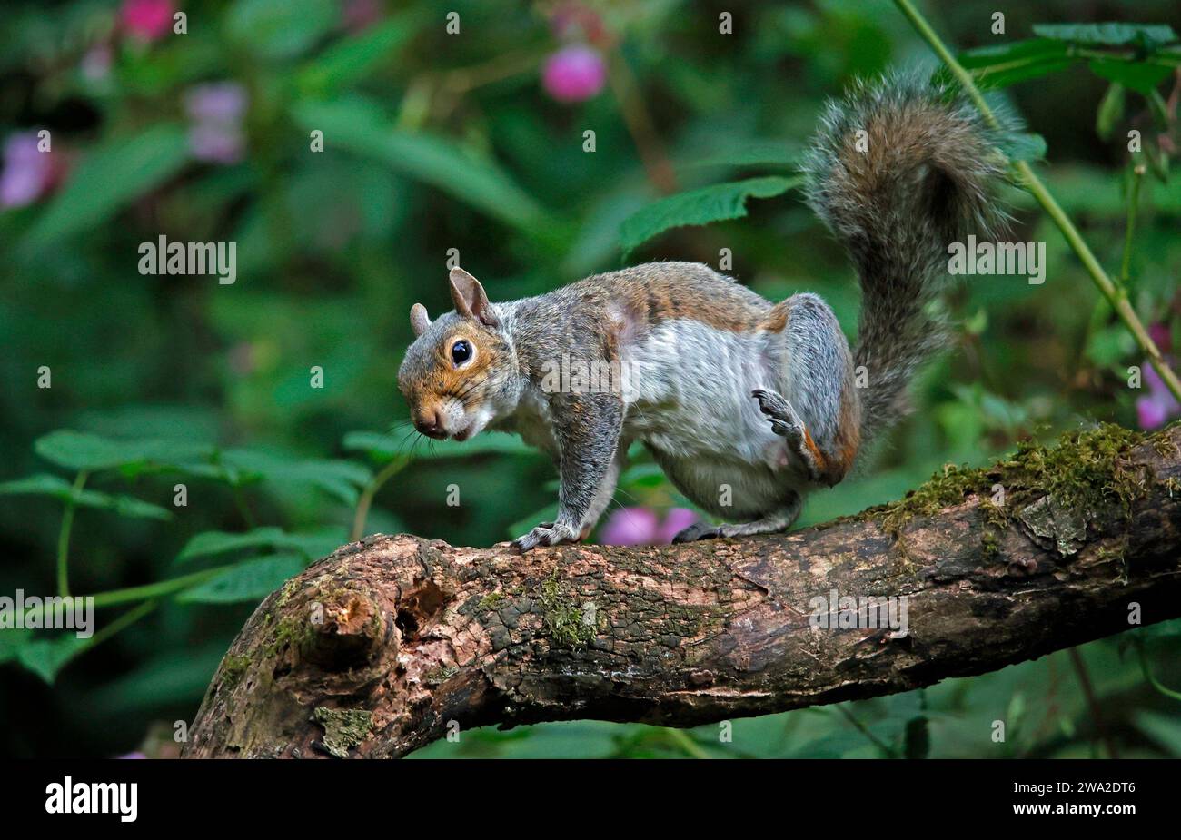 Scoiattolo grigio su un ceppo Foto Stock