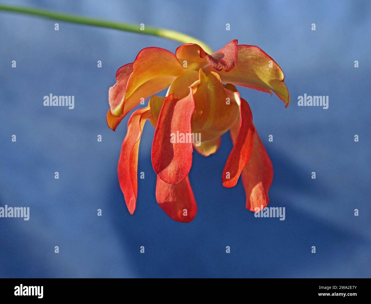Spettacolare fiore giallo rosso verde della carnivora cremisi carnivora (Sarracenia leucophylla) su lungo gambo su sfondo blu contrastante Foto Stock