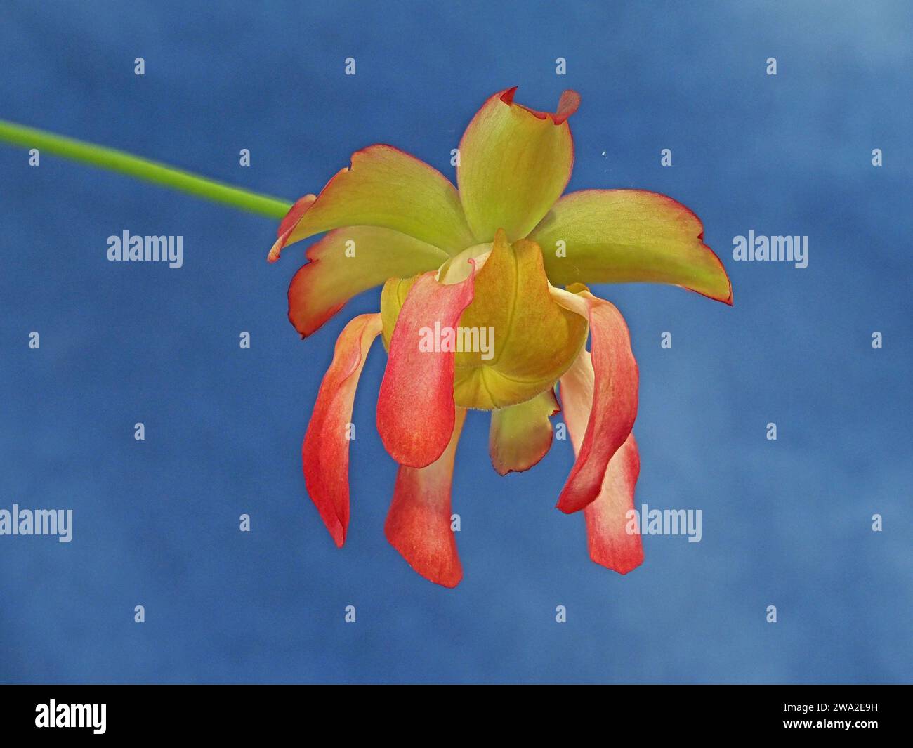 Spettacolare fiore giallo rosso verde della carnivora cremisi carnivora (Sarracenia leucophylla) su lungo gambo su sfondo blu contrastante Foto Stock