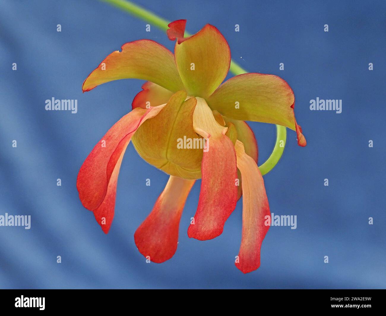 Spettacolare fiore giallo rosso verde della carnivora cremisi carnivora (Sarracenia leucophylla) su lungo gambo su sfondo blu contrastante Foto Stock