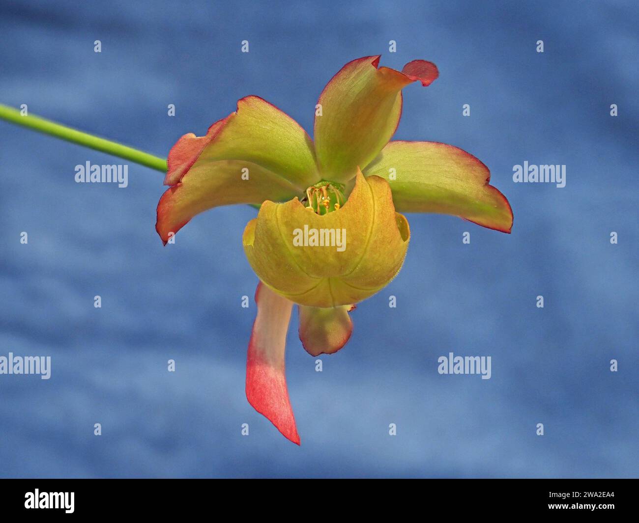 Spettacolare fiore giallo rosso verde della carnivora cremisi carnivora (Sarracenia leucophylla) su lungo gambo su sfondo blu contrastante Foto Stock