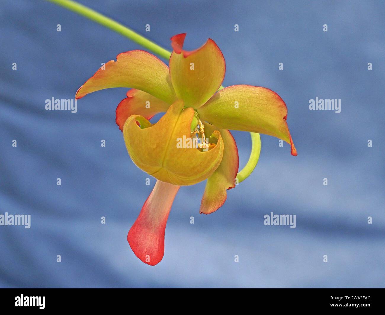 Spettacolare fiore giallo rosso verde della carnivora cremisi carnivora (Sarracenia leucophylla) su lungo gambo su sfondo blu contrastante Foto Stock