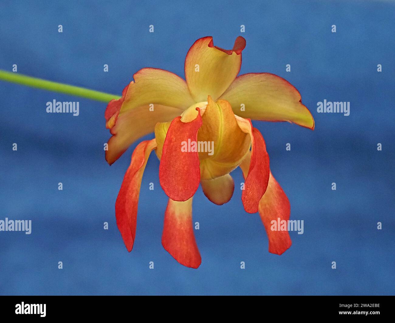 Spettacolare fiore giallo rosso verde della carnivora cremisi carnivora (Sarracenia leucophylla) su lungo gambo su sfondo blu contrastante Foto Stock