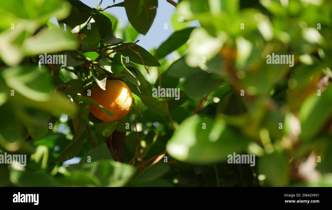 Albero di arancio in una splendida oasi di gardem Foto Stock
