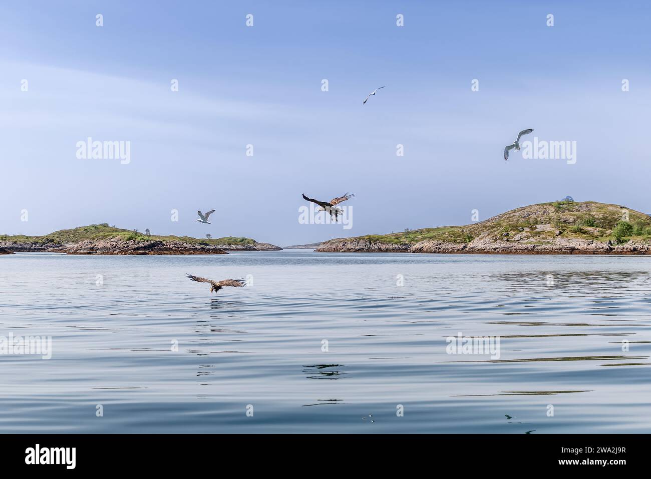 Le tranquille acque delle Lofoten riflettono un'aquila dalla coda bianca in azione, con gabbiani che scivolano nel sereno cielo norvegese Foto Stock