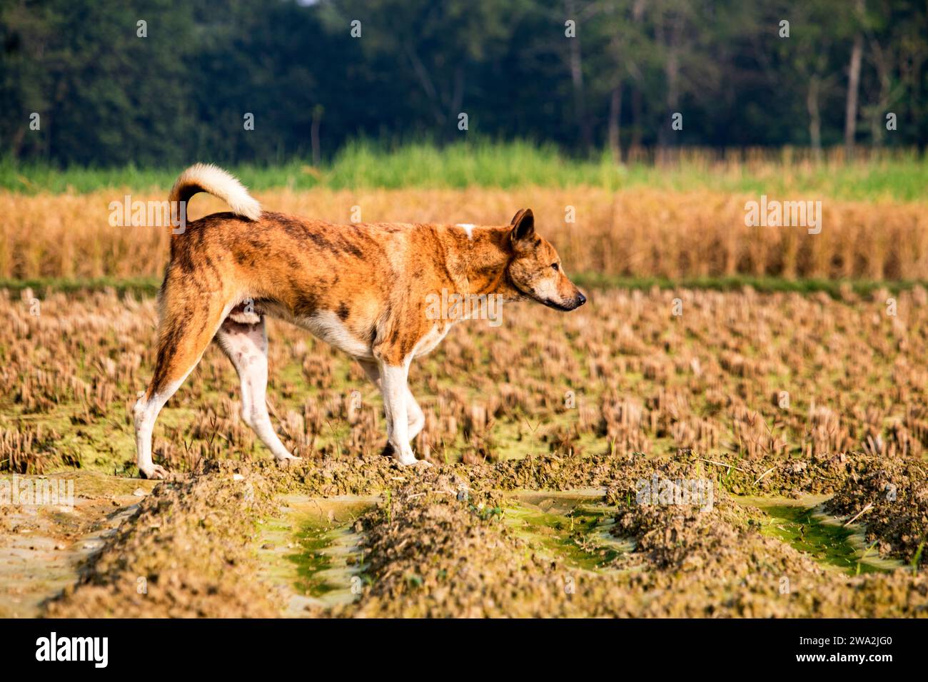 Adorabile cane gallese springer spaniel nel pomeriggio, il cane corre in un ambiente naturale. Foto Stock