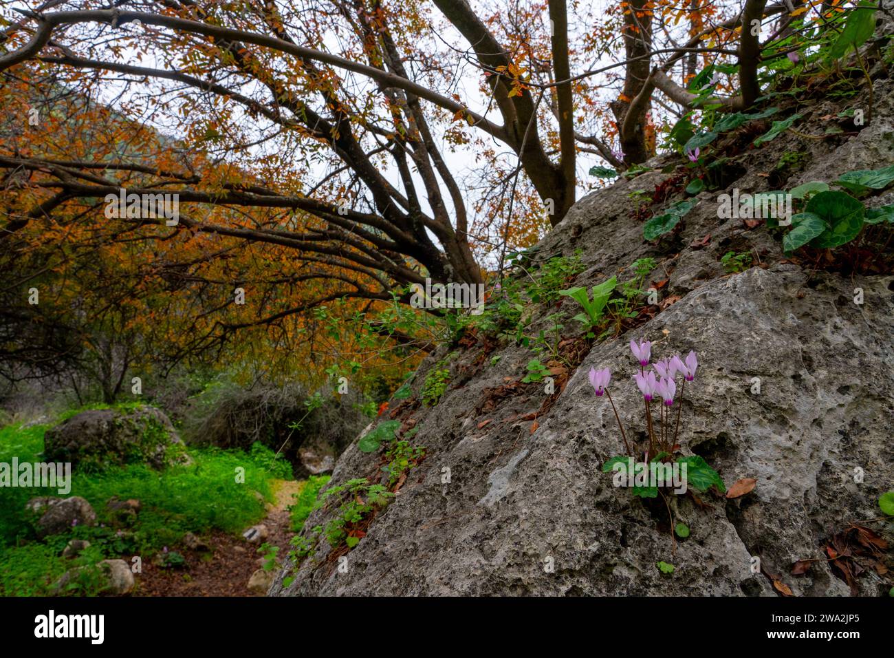 Ciclamino Foto Stock