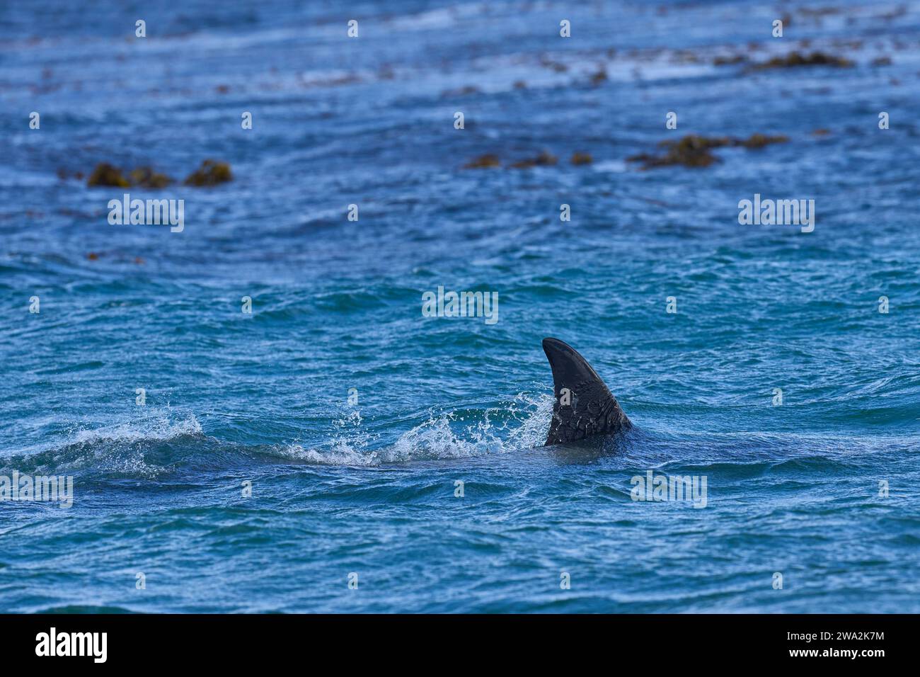 Balena orche caccia di elefanti al largo della costa dell'isola dei leoni marini nelle Isole Falkland. Foto Stock