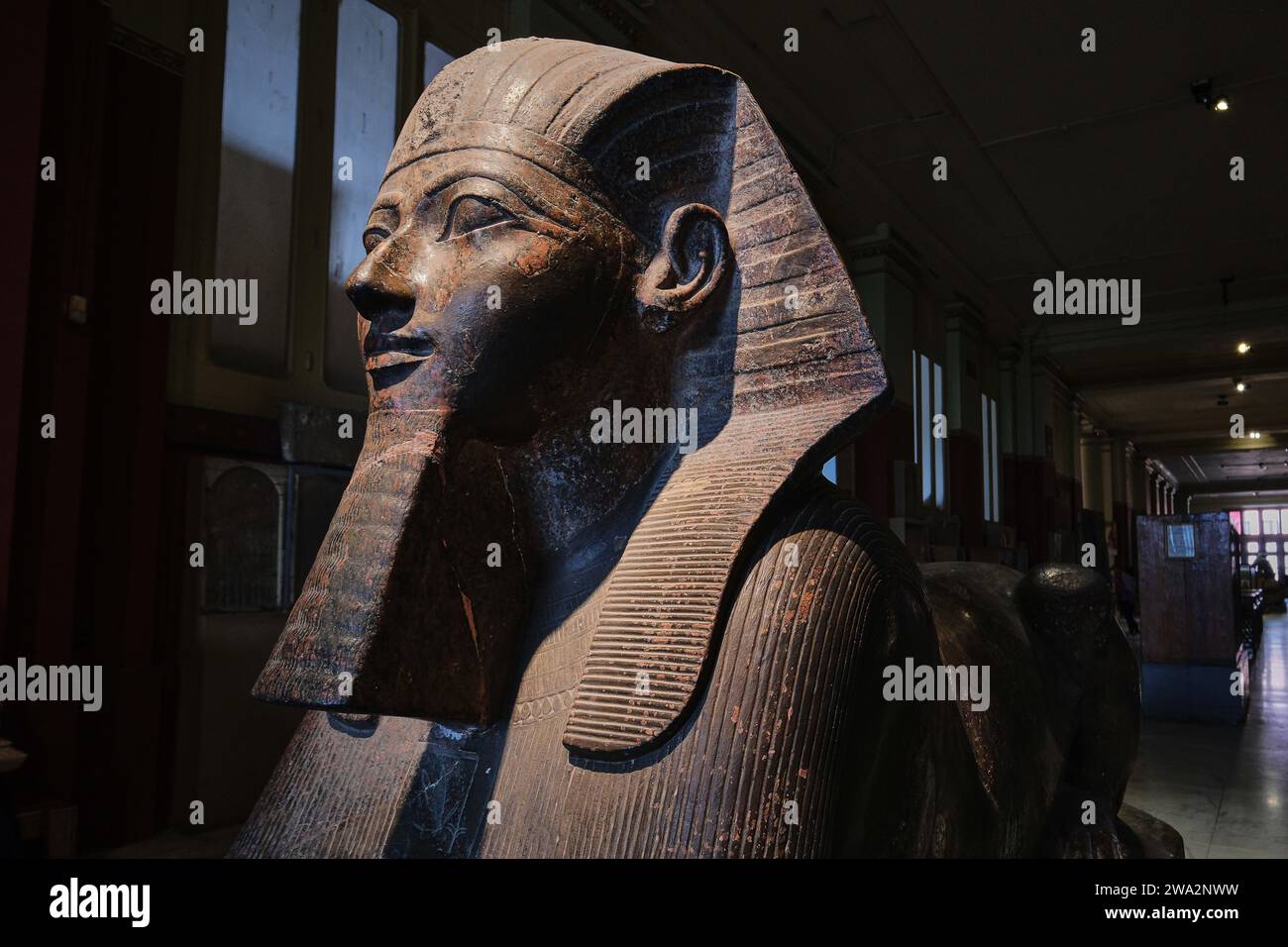 Cairo, Egitto - 2 gennaio 2024: Statua della sfinge di Hatshepsut del tempo dell'antico Egitto nel Museo Nazionale del Cairo Foto Stock