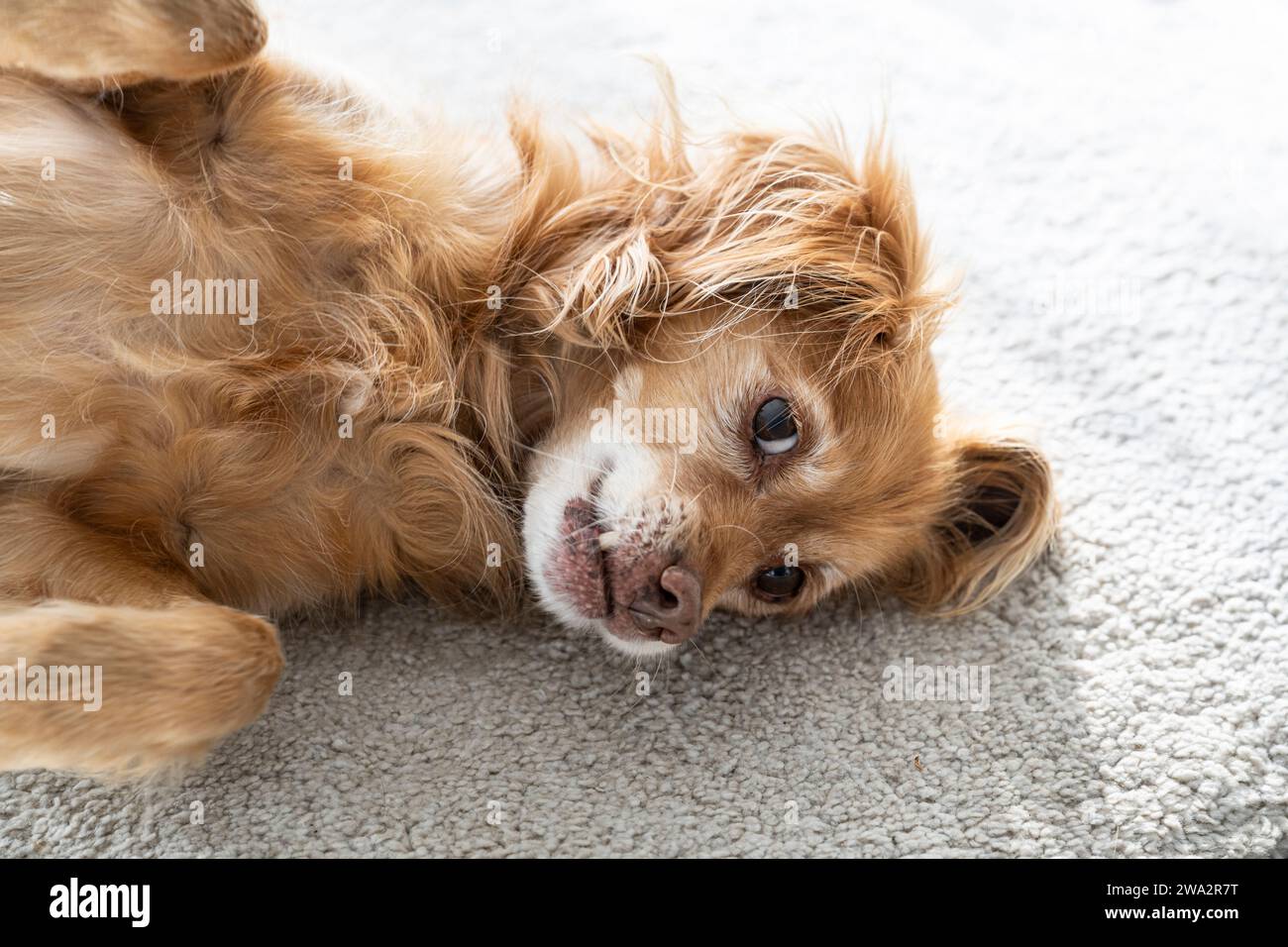 Un cane marrone Spaniel Mongrel giace su un tappeto bianco in un soggiorno e guarda in alto Foto Stock