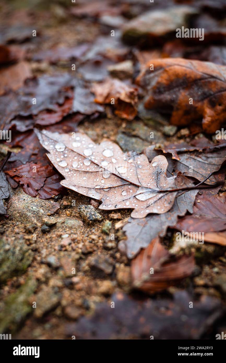 Foglie di quercia autunnale con rugiada sul fondo della foresta nella Foresta Nera Foto Stock