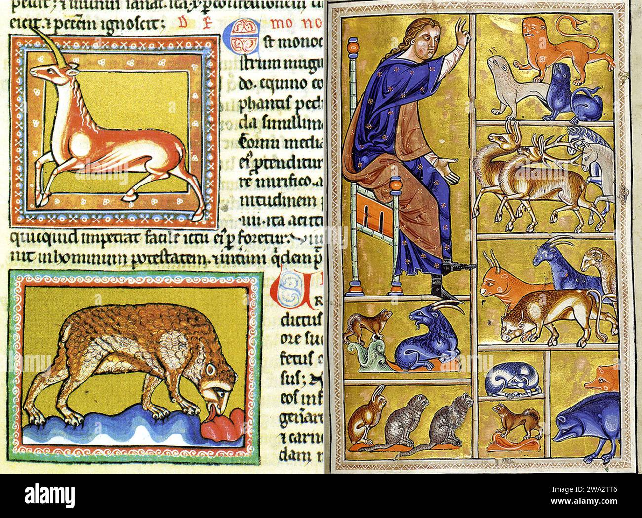 Bestiario. Pagine del Bestiario di Ashmole, XIII secolo Foto Stock