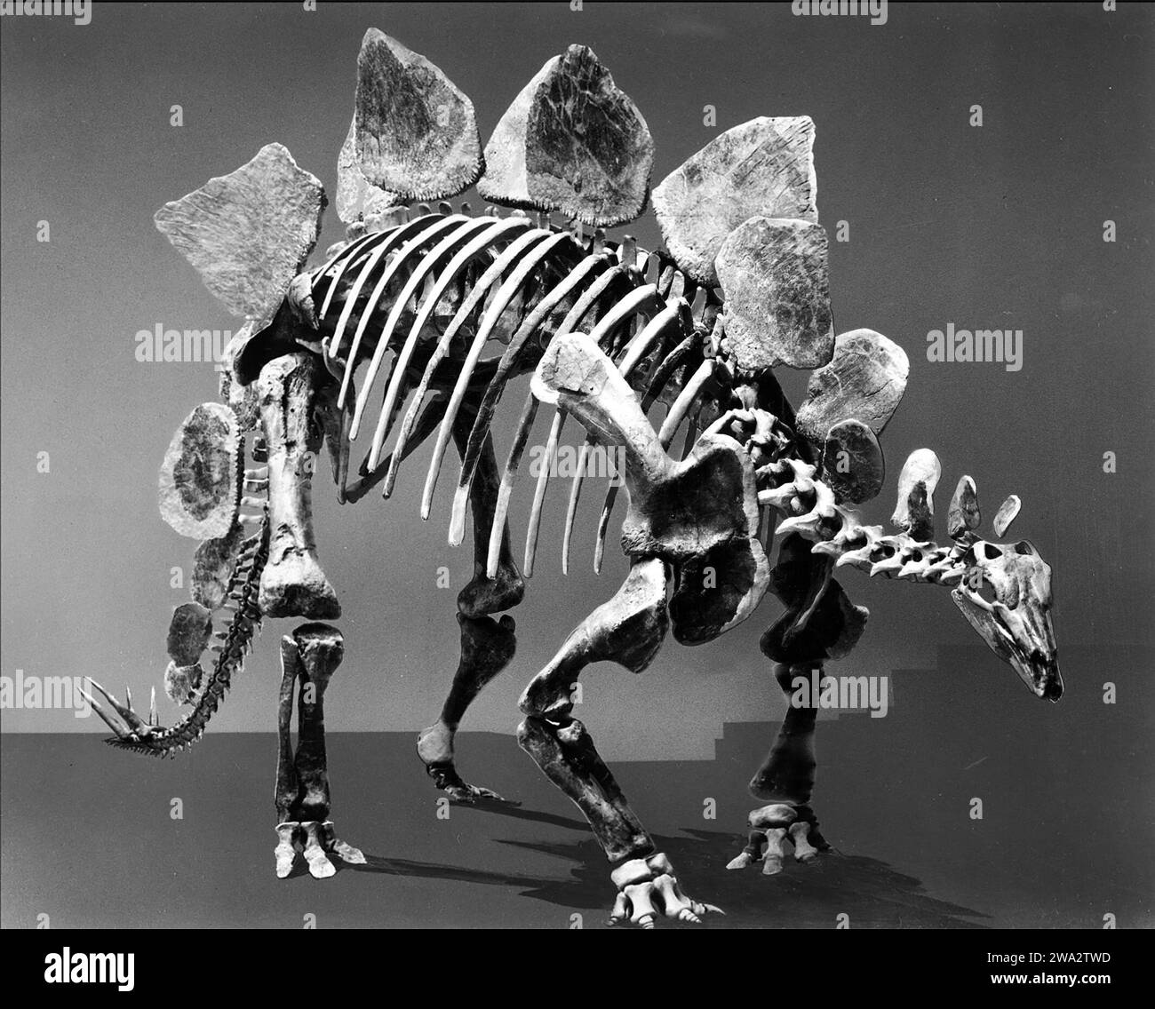 Stegosaurus. Fossile di uno stegosauro nello Smithsonian Natural History Museum Foto Stock