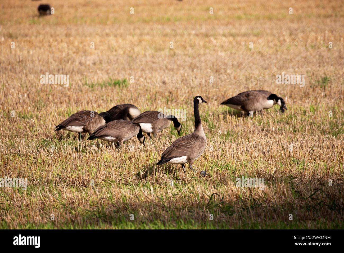 oche selvatiche e anatre selvatiche in un campo nel nord-ovest della germania, distretto di emsland, bassa sassonia, durante l'estate 2023 Foto Stock