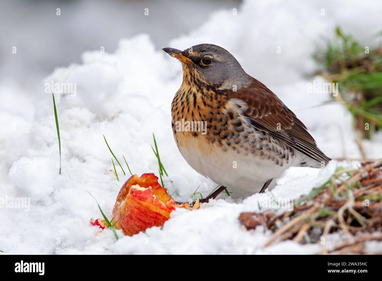 Fieldfare sulla neve con Apple Foto Stock