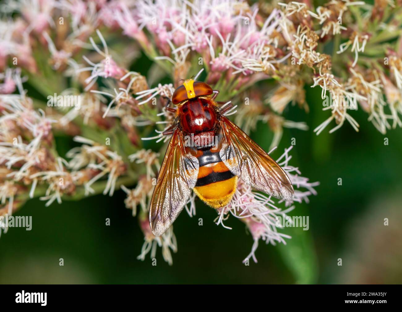 Hornet Hoverfly da vicino sulla testa di fiori valeriani Foto Stock