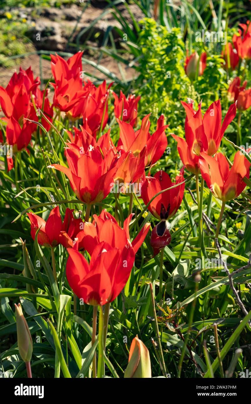 Tulipa agenensis subsp. sharonensis Foto Stock