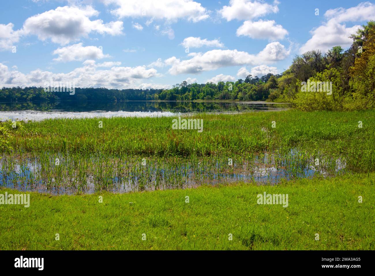 Grande lago presso il Maclay Gardens National Park a Tallahassee, Florida Foto Stock