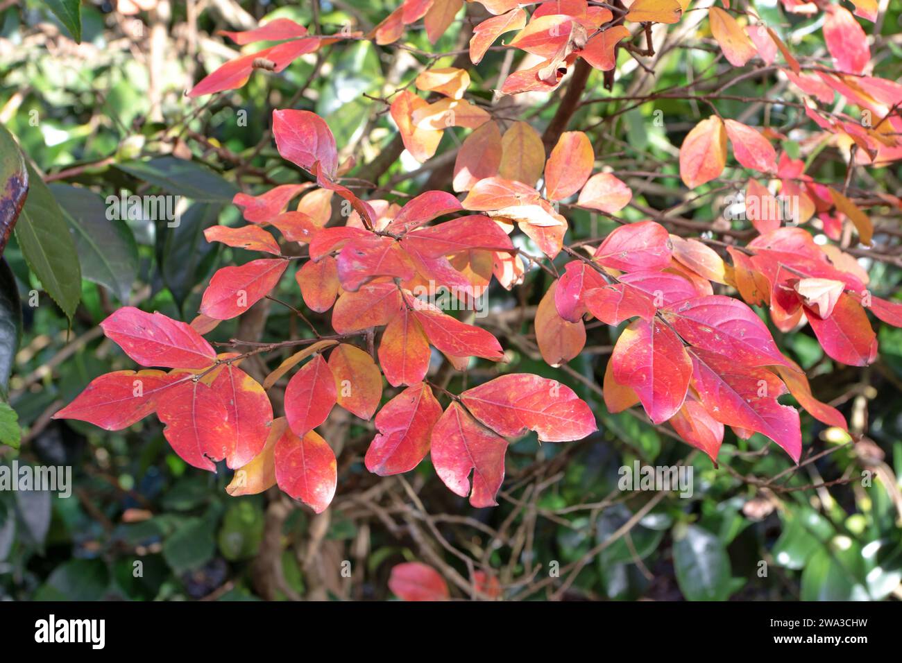 Foglie rosse autunnali spruzzano sullo sfondo verde del giardino. Rami di arbusti con fogliame luminoso. Segni della stagione autunnale. Foto Stock