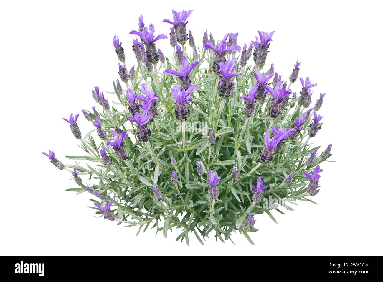 Lavanda spagnola o pianta di stoechas di lavandula isolata su bianco. Cespuglio francese o ricoperto di lavanda. Punte di fiori viola primaverili e leav argentato Foto Stock