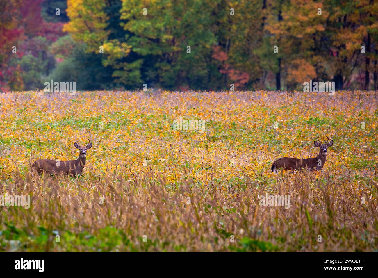 Due cervi dalla coda bianca (odocoileus virginianus) in piedi in un campo di soia a settembre, orizzontali Foto Stock
