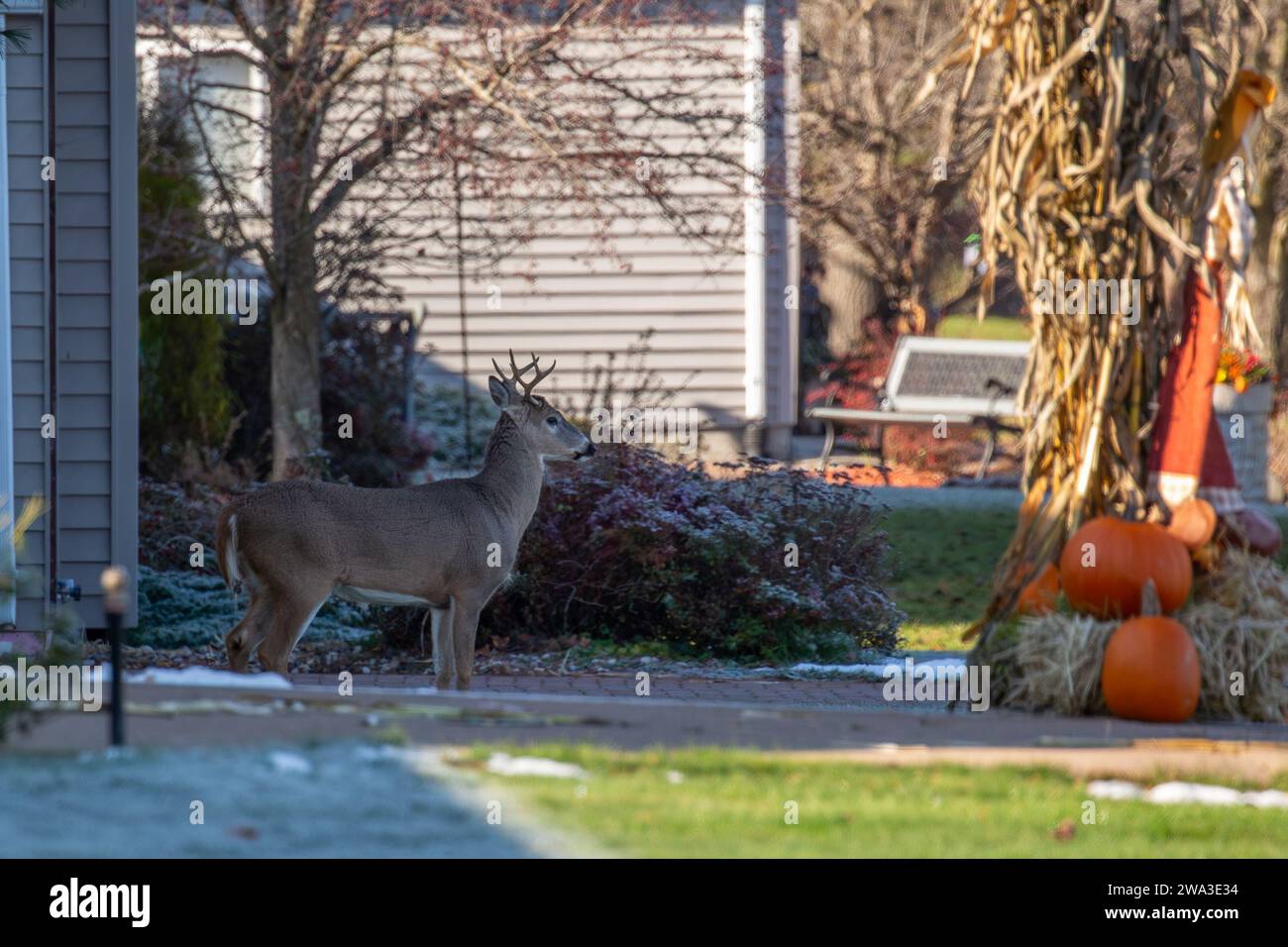 Buck di cervo dalla coda bianca (odocoileus virginianus) in piedi in un cortile anteriore di una casa nel Wisconsin centrale durante il rut, orizzontale Foto Stock